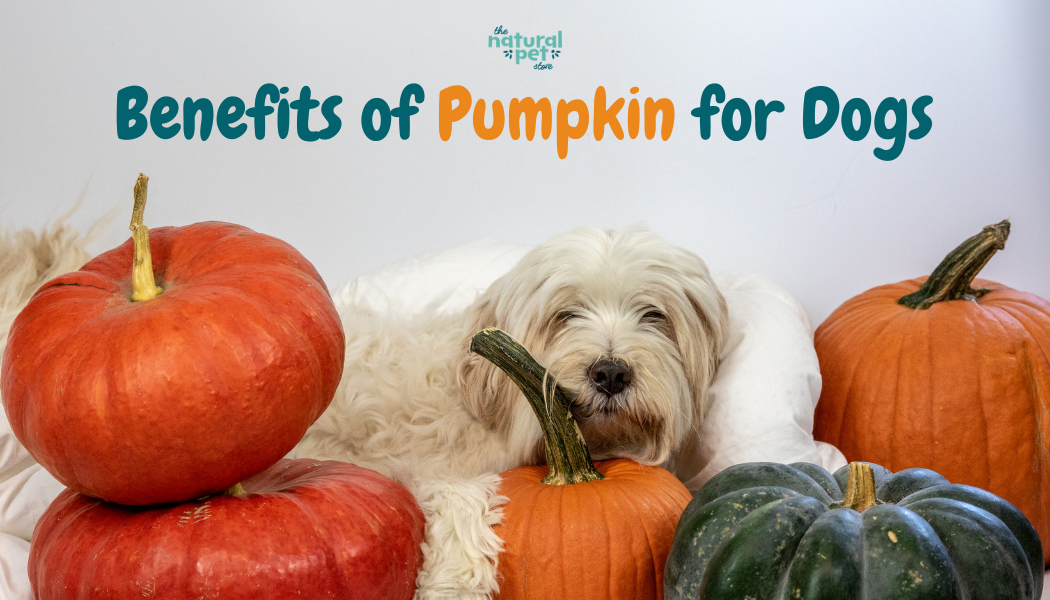 How is pumpkin good online for dogs