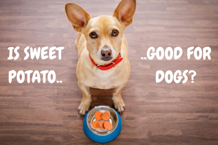 are all potatoes good for dogs