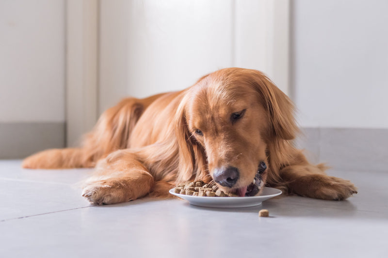 Dog food myths