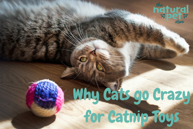 Why Cats go Crazy for Catnip Toys