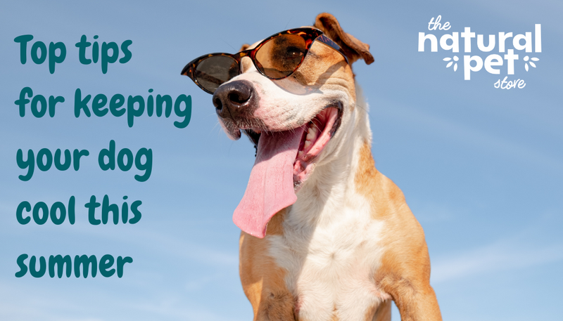Best way to keep dogs cool in summer hot sale