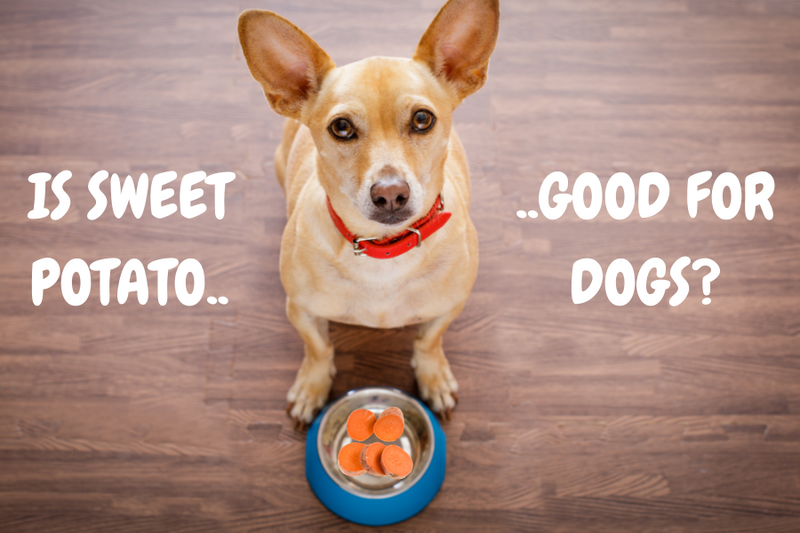 Sweet potato dog toy best sale