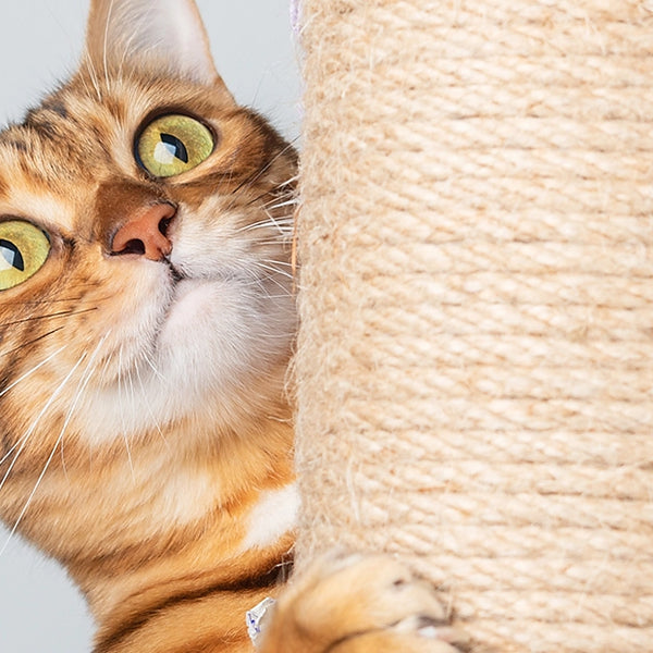 Cat Toys