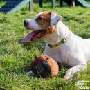 Ancol - Annie Acorn Dog Toy