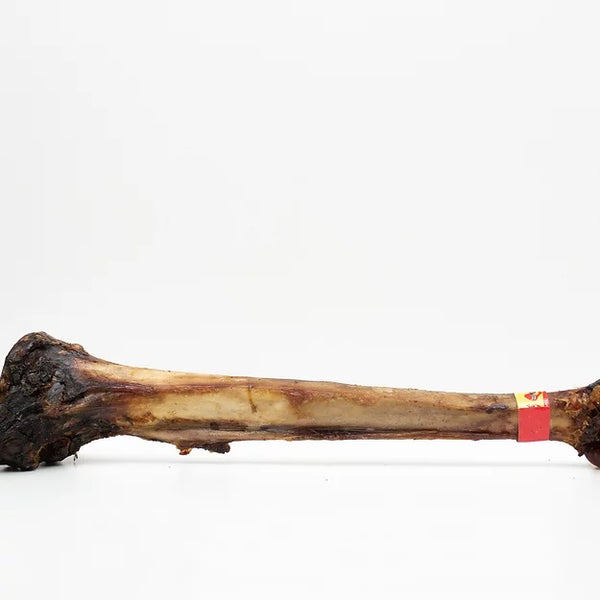 Ostrich Caveman Bone (Over 800g, over 50cm)