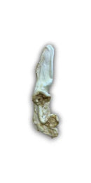 The Pet Bistro - Puffed Rabbit Ear (Loose)