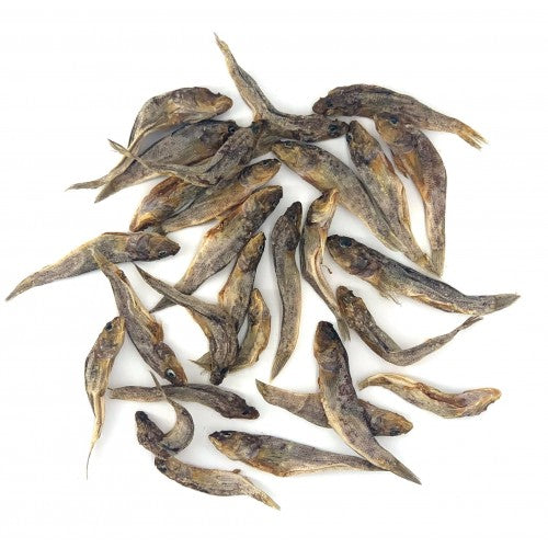 Catfish 2 500x500 1
