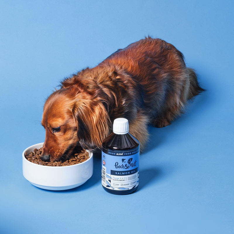 dog eating dry food with natural salmon oil supplement